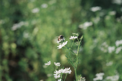 Close-up of bee pollinating on flower