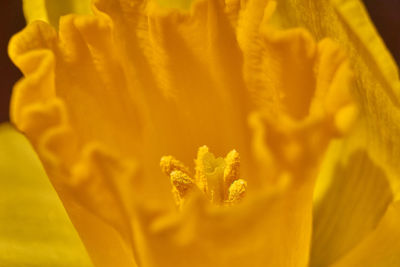 Close-up of yellow flowering plant