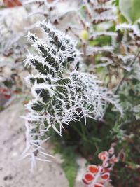 Close-up of frozen plant