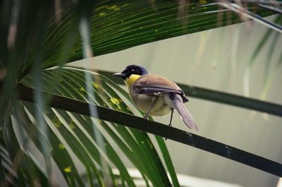 Close-up of bird perching on leaf