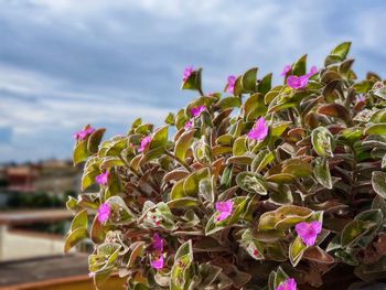 Close-up of pink flowering plants against sky