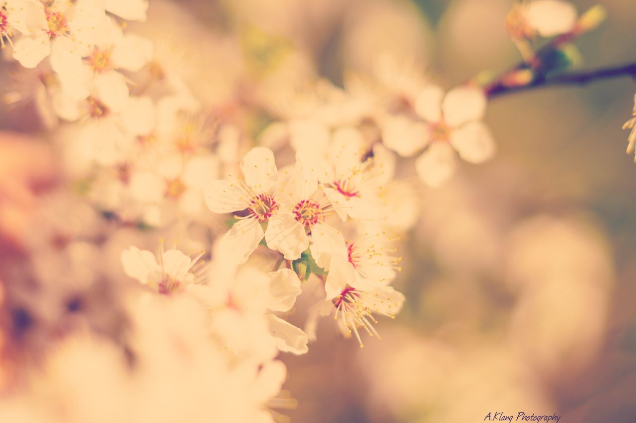 flower, nature, beauty in nature, selective focus, growth, petal, fragility, outdoors, no people, freshness, close-up, day, tree, flower head