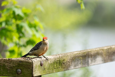 Bird perching on wooden post