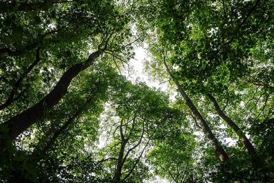 Low angle view of trees in forest