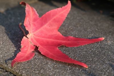 Close-up of red maple leaf on road