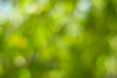 Defocused image of tree