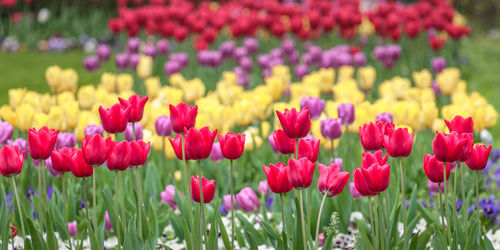 Close-up of pink tulips in field