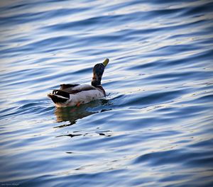 Bird swimming in lake