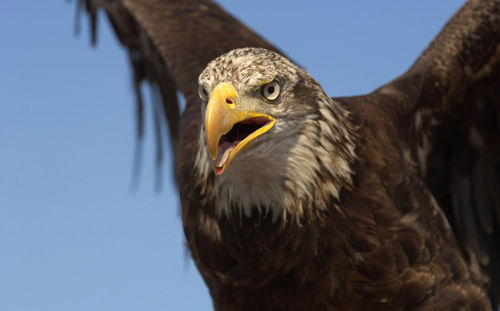 Close-up of eagle against sky