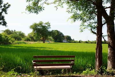Empty bench on field by trees against sky