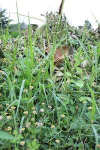 Close-up of grass growing on field