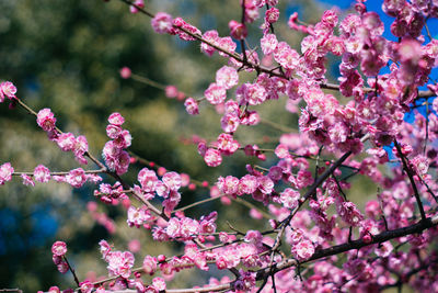 Close-up of pink cherry blossom