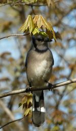 Close-up of bird perching on branch