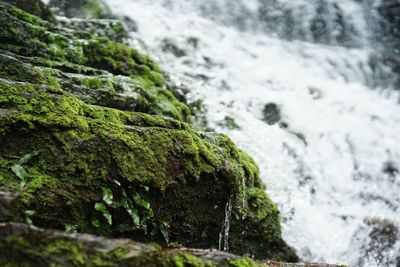 Close-up of moss growing on rocks