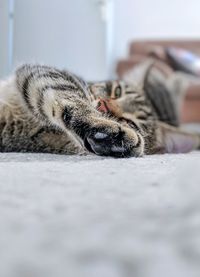 Close-up of cat relaxing on bed at home