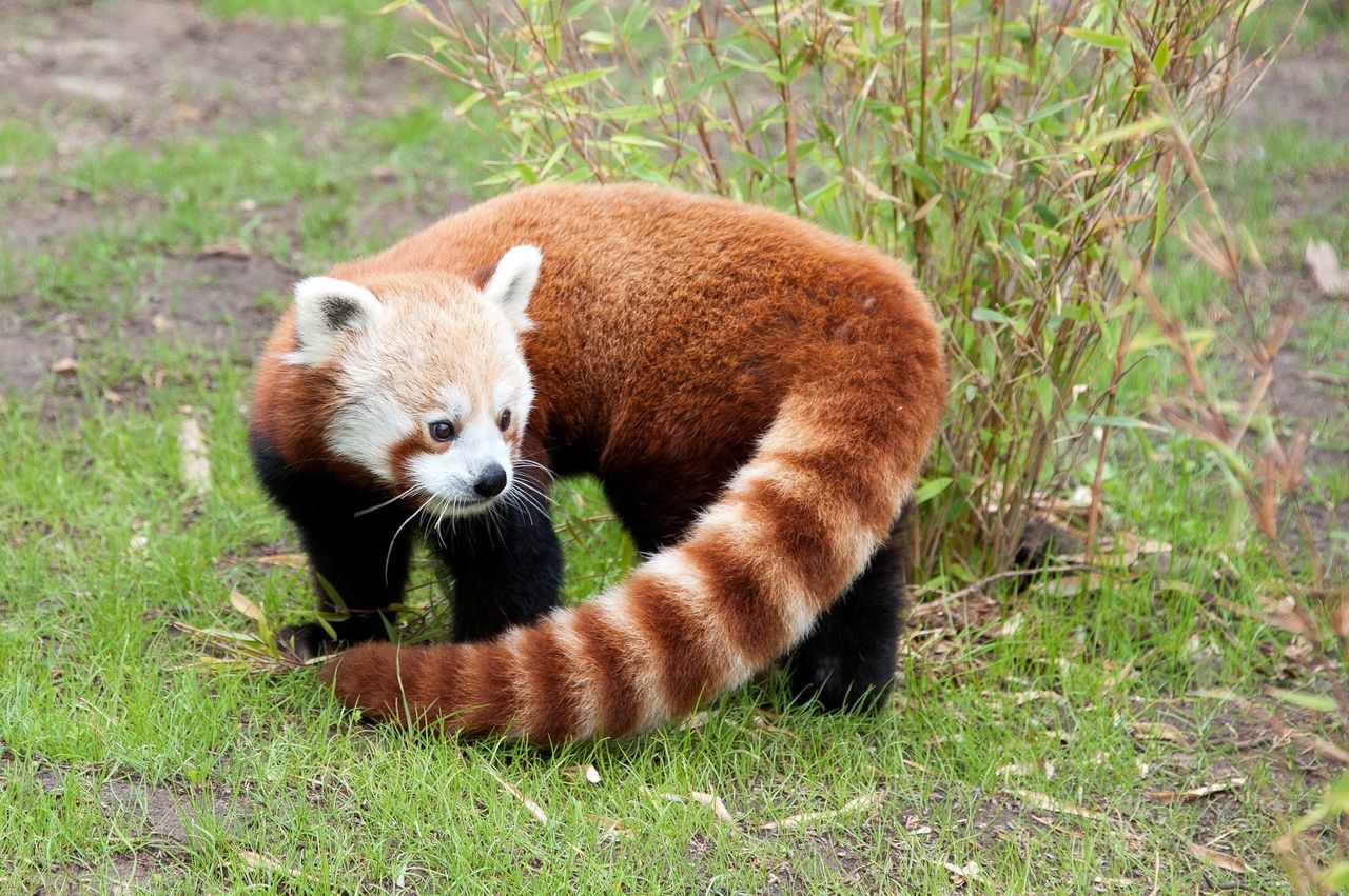 Red Panda