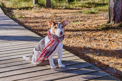 Portrait of dog on footpath