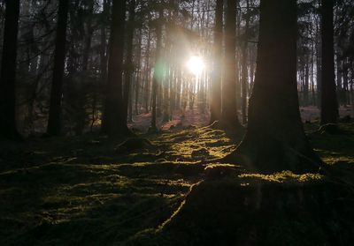 Trees in forest