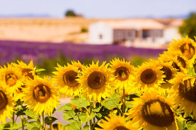 Close-up of sunflowers on field