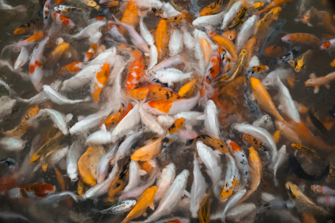 HIGH ANGLE VIEW OF FISHES SWIMMING IN LAKE