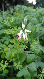 Close-up of flowers blooming outdoors