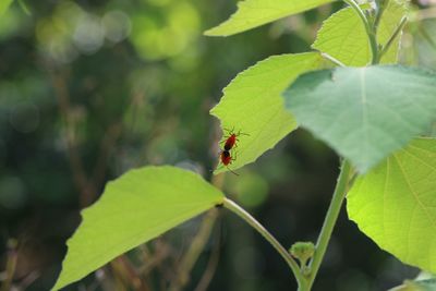 Close-up of ladybug on leaf