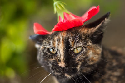 Close-up portrait of cat