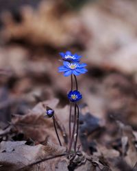 Close-up of purple flowering violet on forest