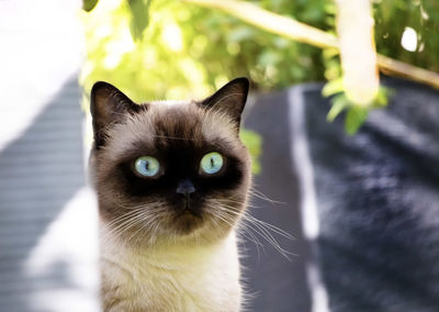 Close-up portrait of a cat