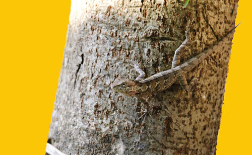 Close-up of lizard on tree trunk