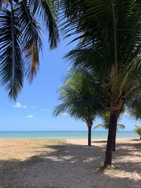 Palm trees on beach against sky