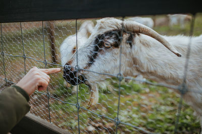 Close-up of hand feeding goat