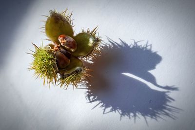 High angle view of fruit on table