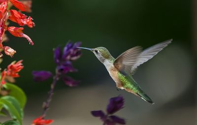 Close-up of hummingbird