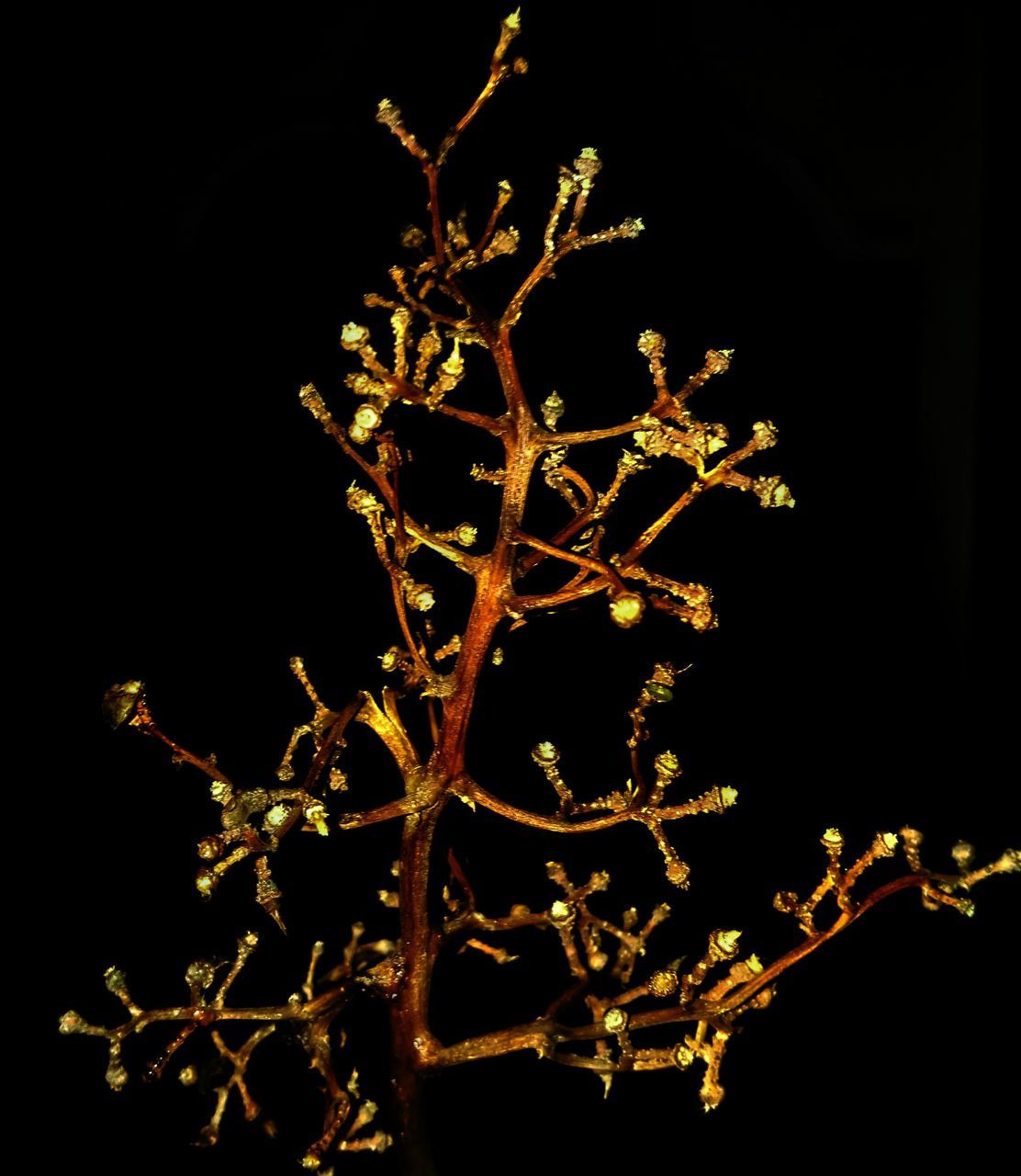 night, low angle view, branch, illuminated, tree, bare tree, tree trunk, dark, high section, sky, nature, scenics, outdoors, beauty in nature, majestic, tranquility, vibrant color, tranquil scene