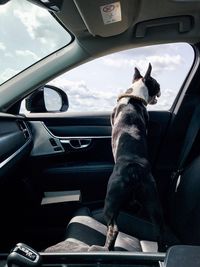 Dog sitting in car