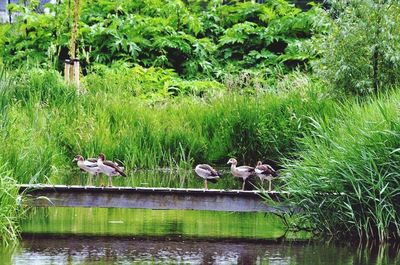 Birds by lake