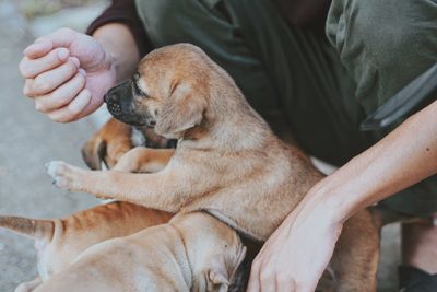 Midsection of man with dog