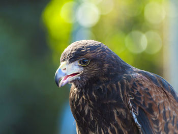 Close-up of eagle