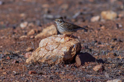 Bird perching on a rock
