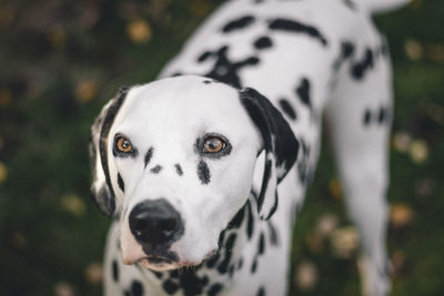 Close-up alert of dalmatian dog