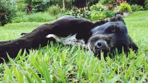 Black dog playing on field