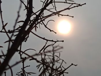 Low angle view of silhouette tree against sky during sunset