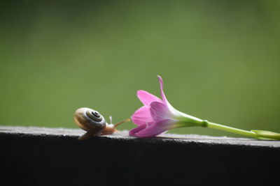 Close-up of snail on pink flower