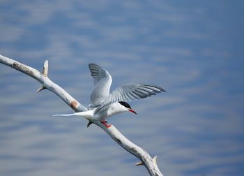 High angle view of tern perching on branch against lake