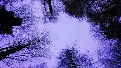 Low angle view of silhouette trees against clear sky