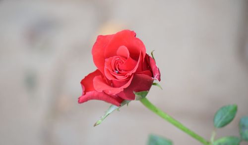 Close-up of red rose blooming outdoors