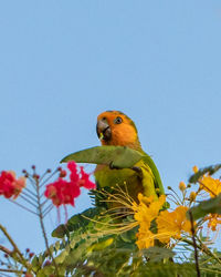 bird
