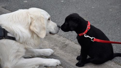 Two dogs on the ground