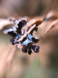 Close-up of wilted flower plant